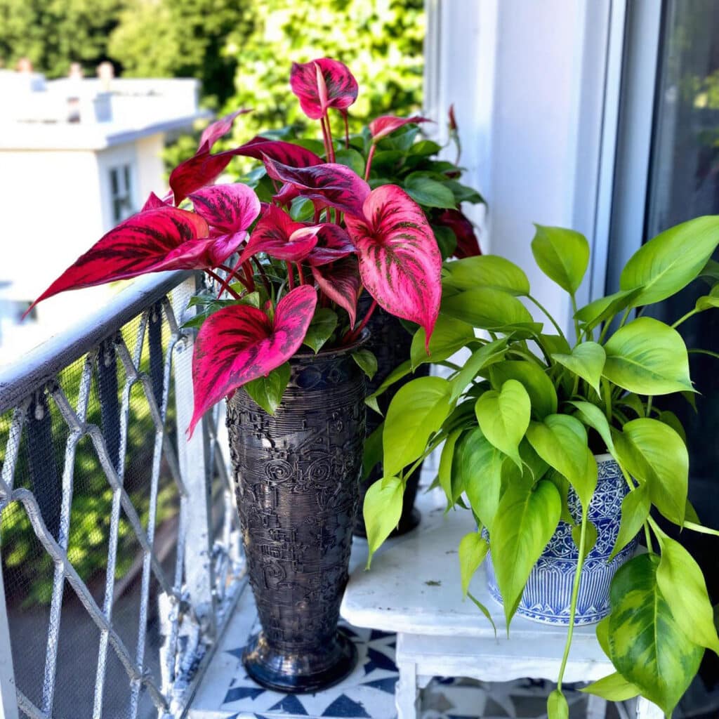 plantas ideais para casa em vasos decorativos
