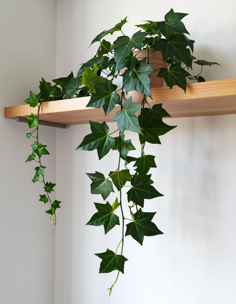 Hera Artificial em Cascata 🍃 – Toque Verde para Decorar com Elegância