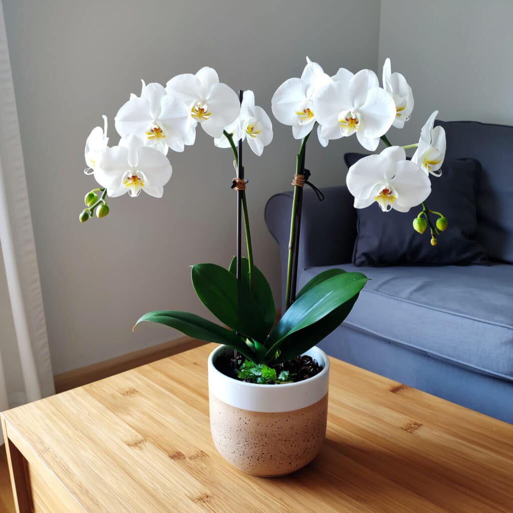 Orquídeas artificiais brancas em vaso neutro