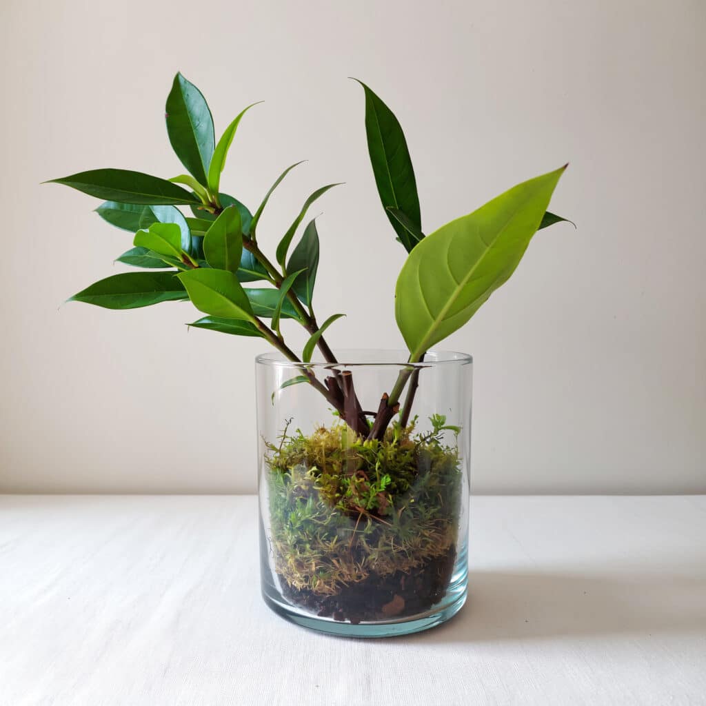 Planta preservada em arranjo de mesa