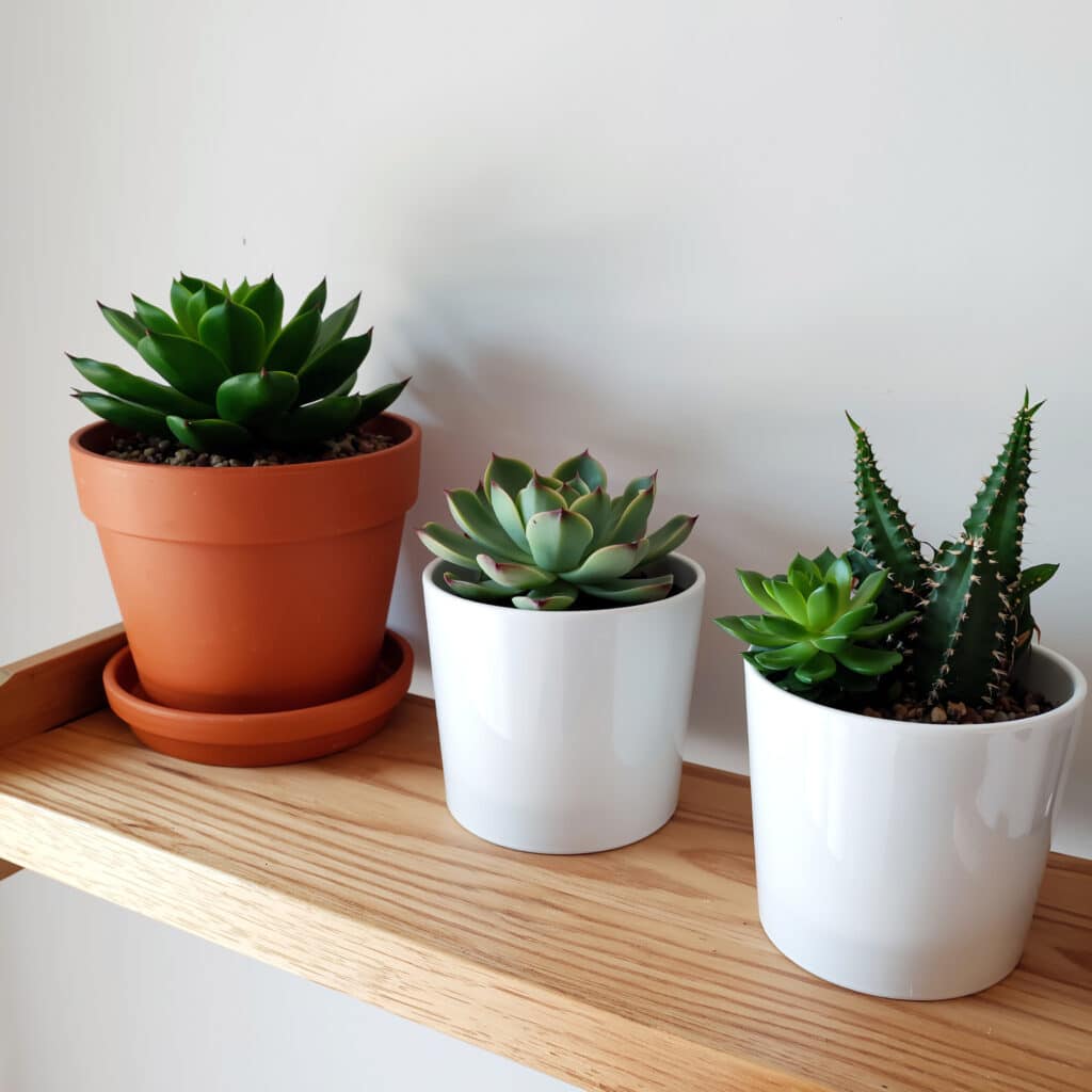 Plantas artificiais em prateleiras de sala pequena
