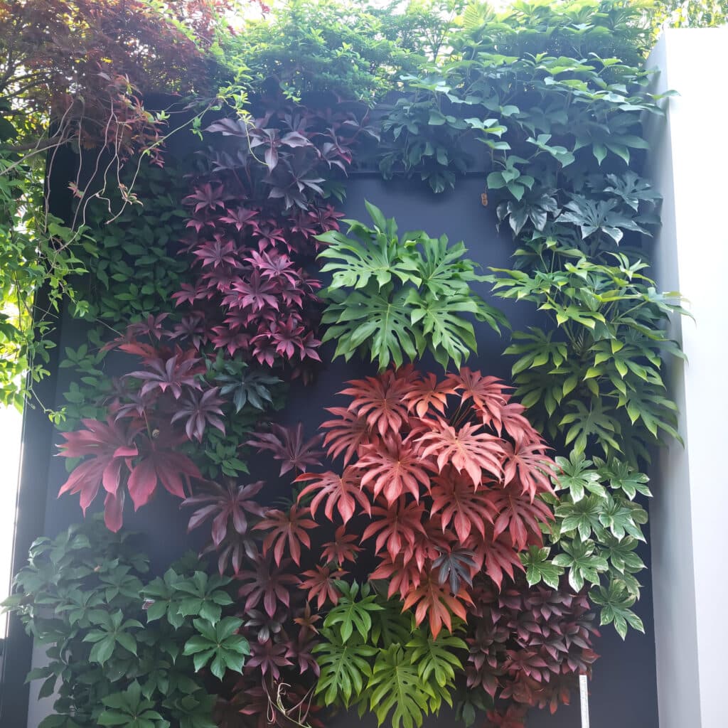 Combinação de jiboia, lambari-roxo e samambaia ao sol