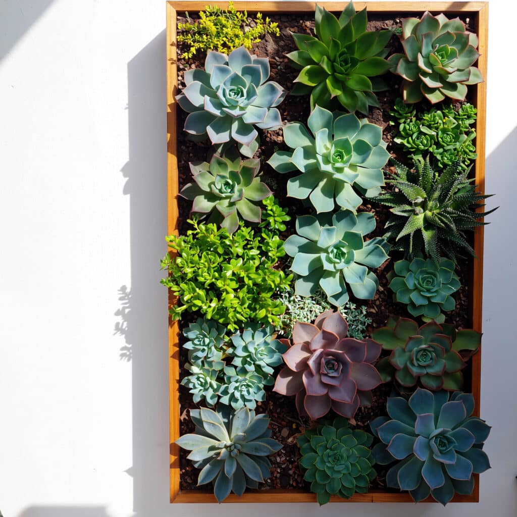 Painel vertical de suculentas ao sol