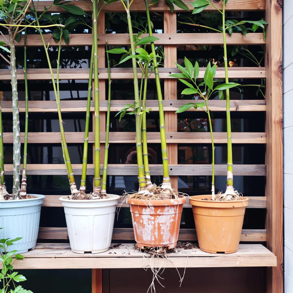 Plantas com raízes agressivas em jardim vertical