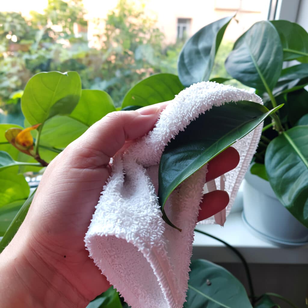 Limpeza de folhas de plantas