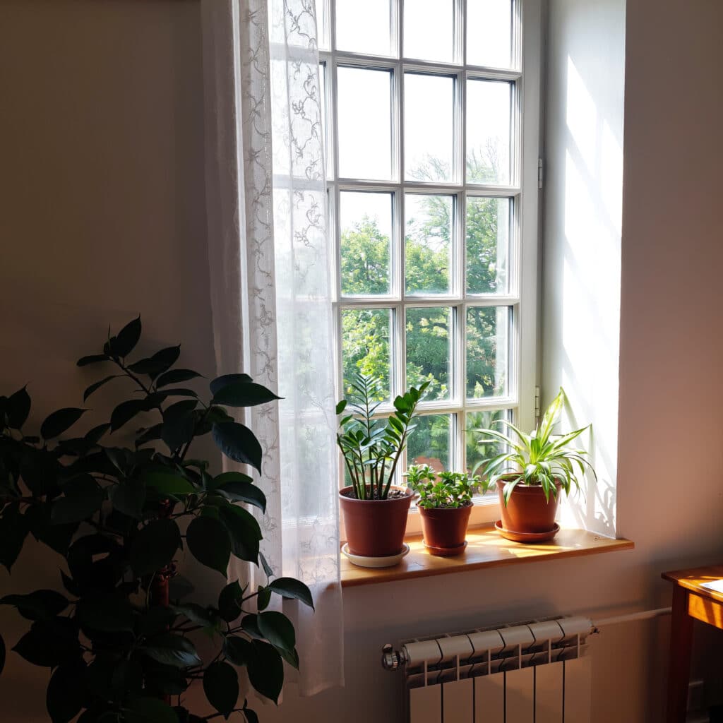 Plantas de sombra em apartamento