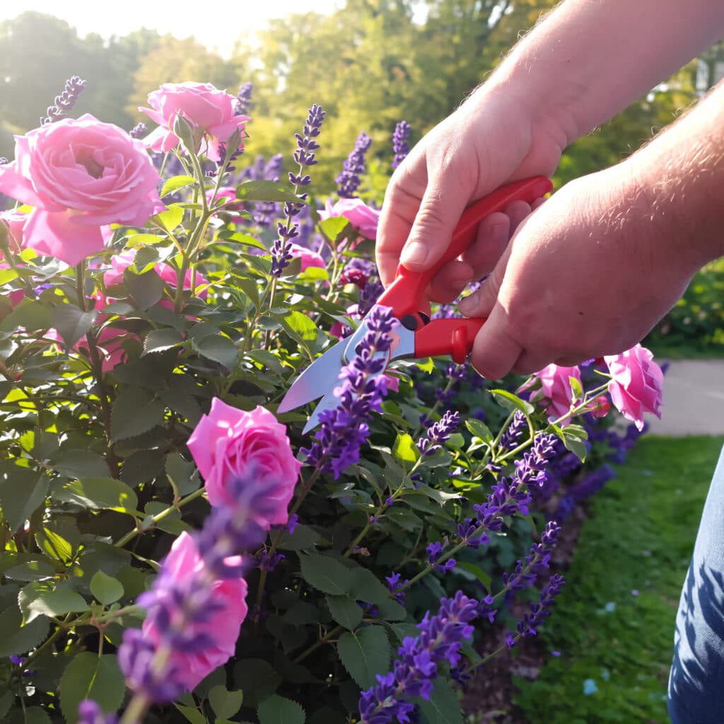 Poda e cuidados com flores da primavera