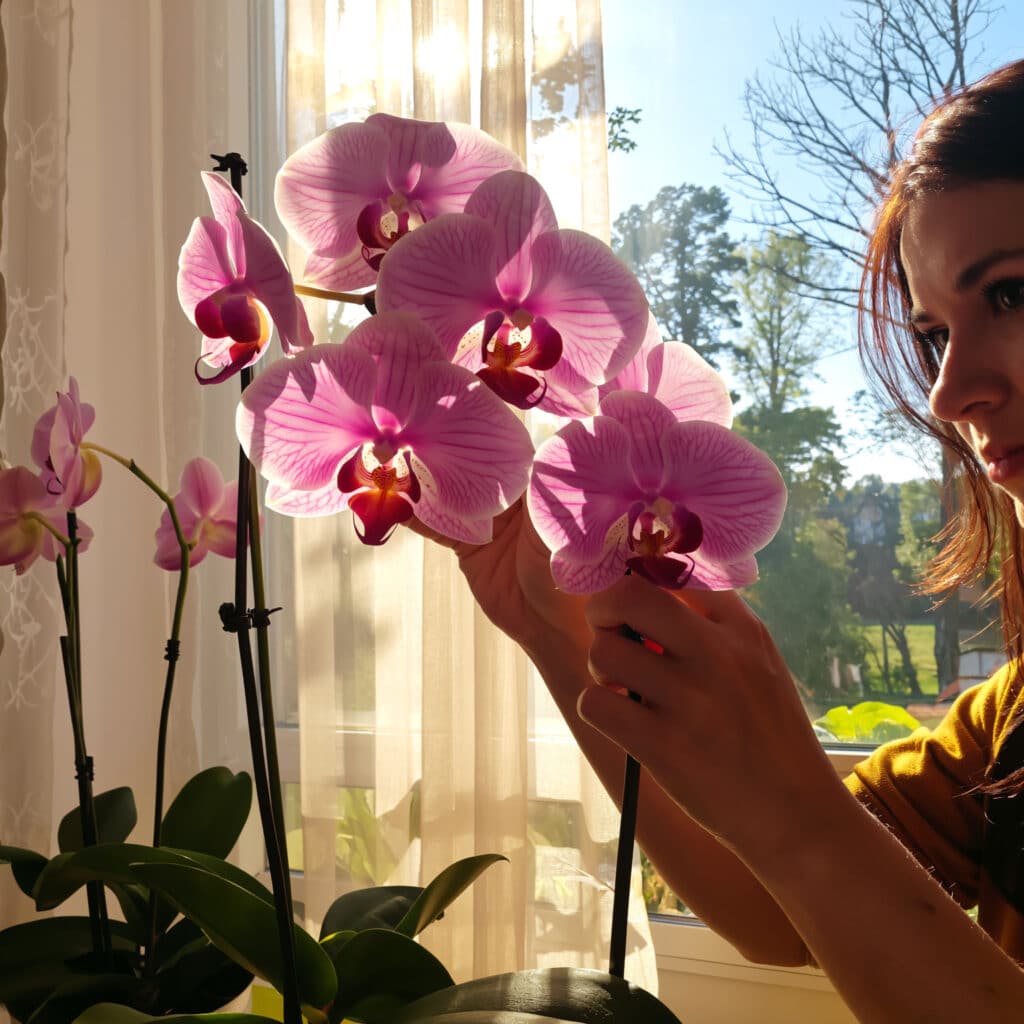 Proteção de flores delicadas contra sol forte