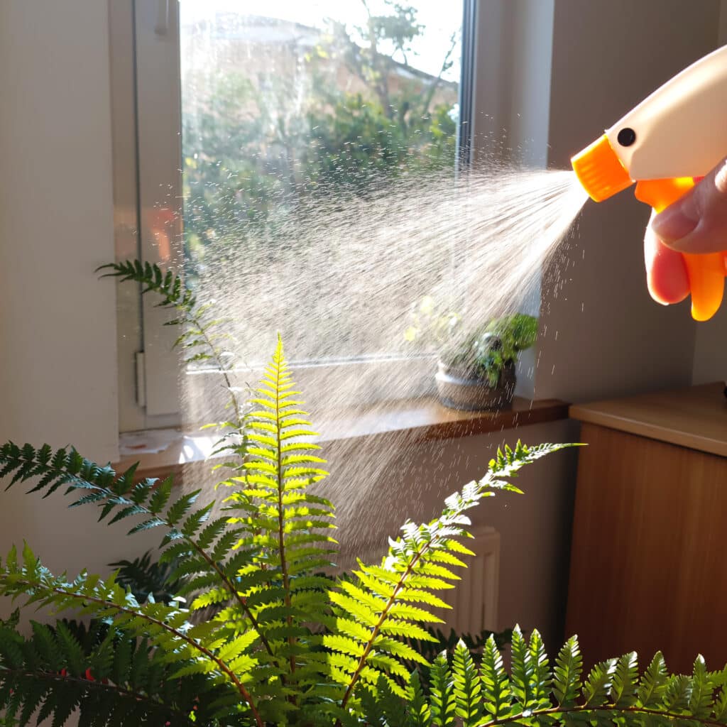Rega e umidade das plantas de sombra