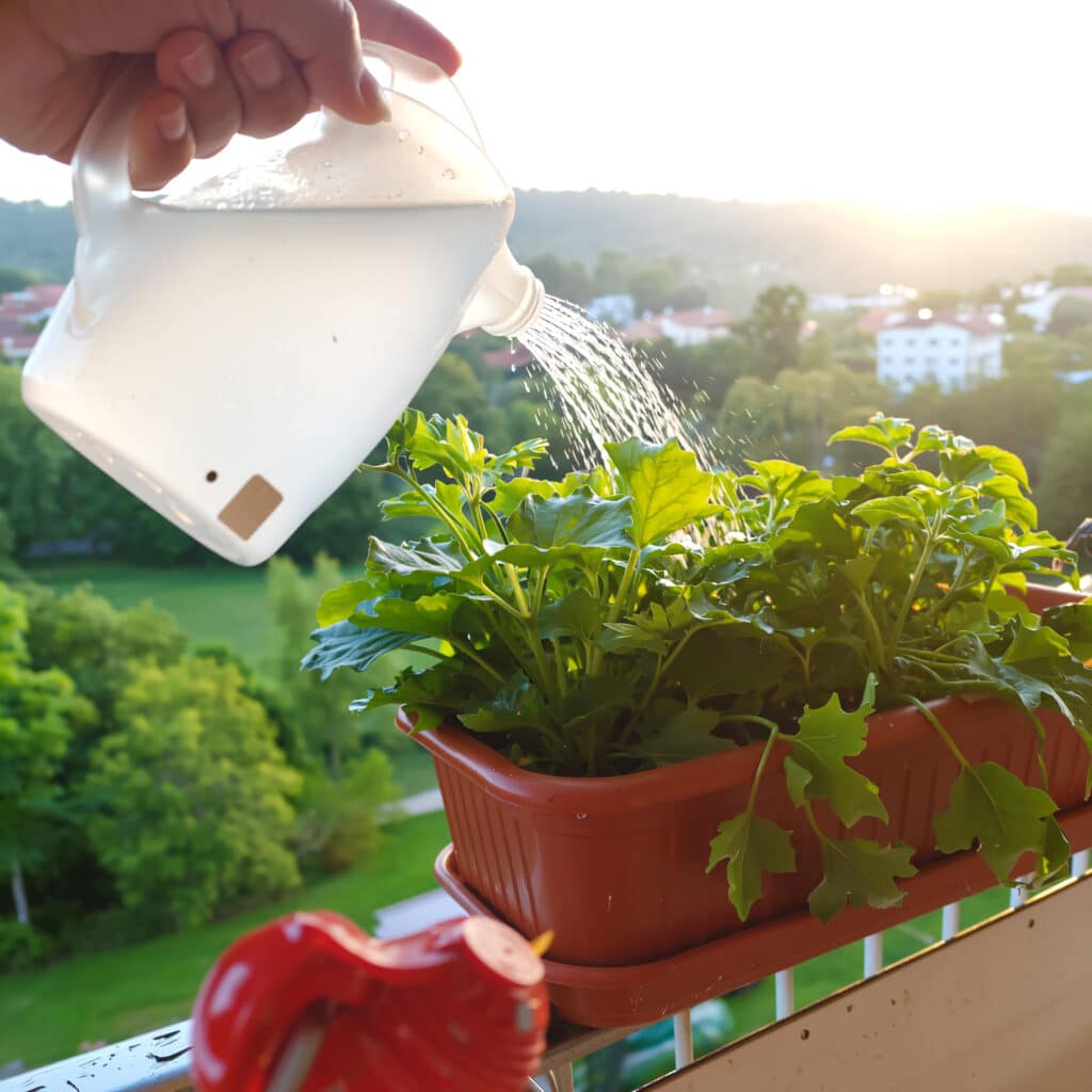 Regar plantas em vasos pela manhã