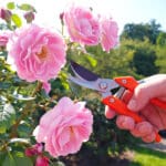 Mulher podando roseiras floridas no jardim