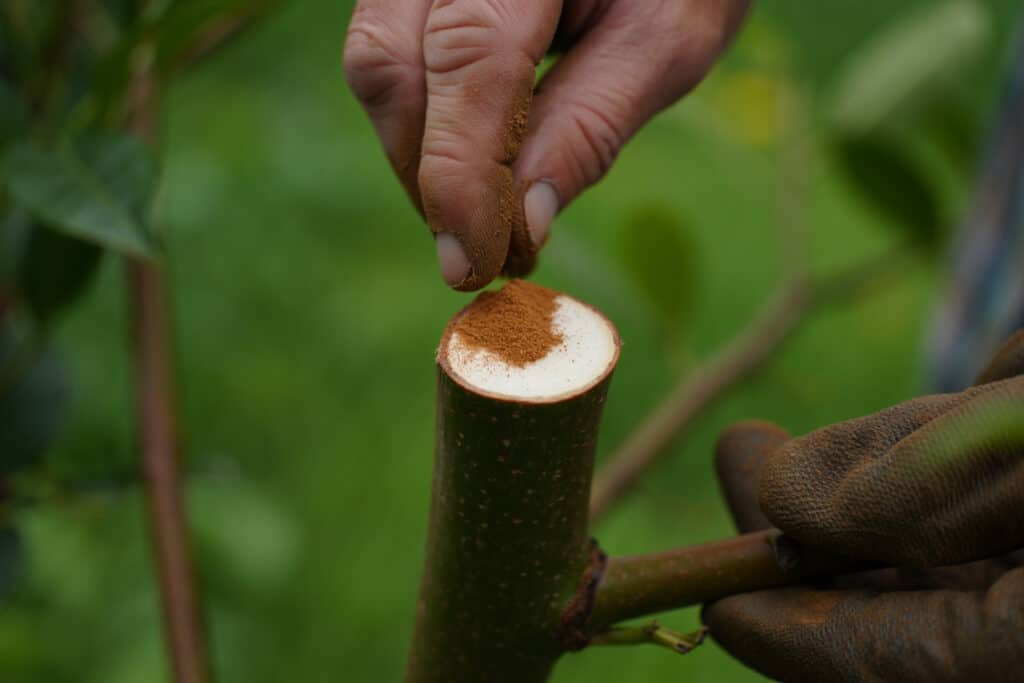 Técnicas de cicatrização pós-poda com canela em pó